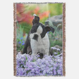 Boston Terrier Dog Cute Puppy Portrait Photo Throw Blanket