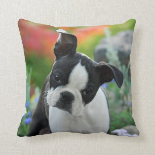 Boston Terrier Dog Cute Puppy Portrait, Square Cushion