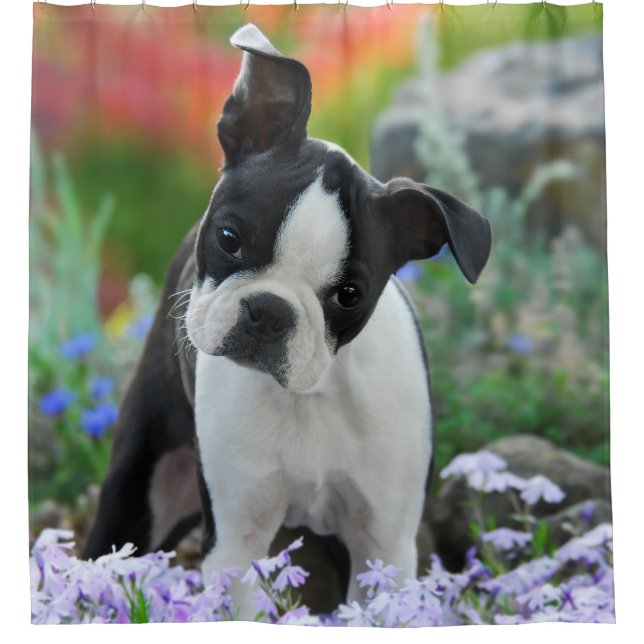 Boston Terrier Dog Cute Puppy, Tub Shower Curtain (Front)