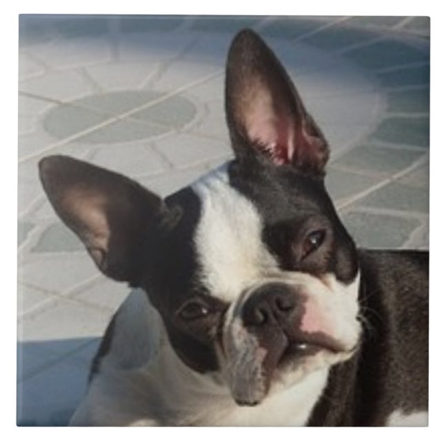 BOSTON TERRIER DOG, Pet Love, Best Friend Tile (Front)