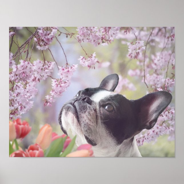 Boston Terrier dog poster (Front)