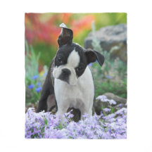 Boston Terrier Dog Puppy cosy