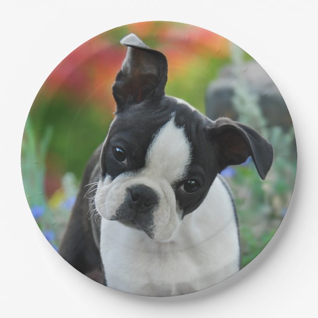 Boston Terrier Dog Puppy Portrait, happy party Paper Plate (Front)