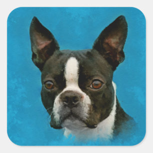 Boston Terrier dog Square Sticker