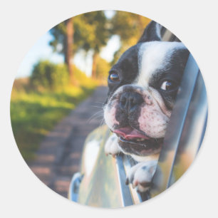 Boston Terrier Dog Sticking Head out Car Window Classic Round Sticker