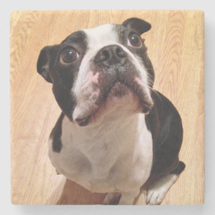 Boston Terrier Dog Stone Coaster