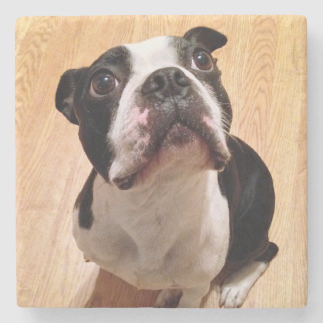 Boston Terrier Dog Stone Coaster (Front)