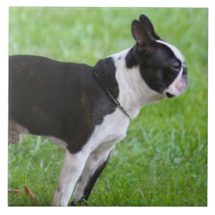 Boston Terrier dog Tile
