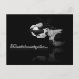 Boston Terrier Dreams - Postcard