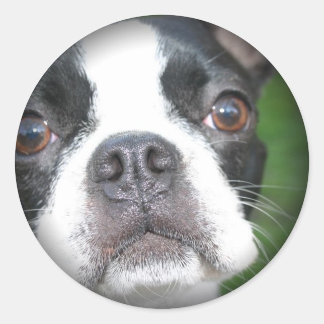 Boston Terrier Faded Round Stickers (Front)