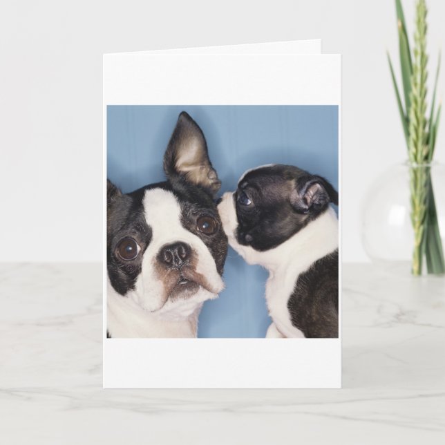 Boston Terrier Father's Day Card (Front)