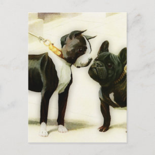 BOSTON TERRIER&FRENCH BULLDOG POSTCARD