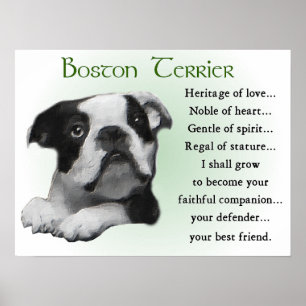 Boston Terrier Gifts Poster