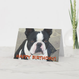 Boston Terrier greetings card