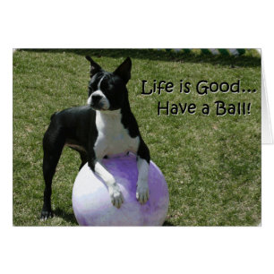 Boston Terrier: Have a Ball!