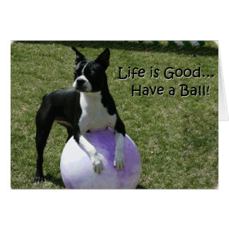 Boston Terrier:  Have a Ball!