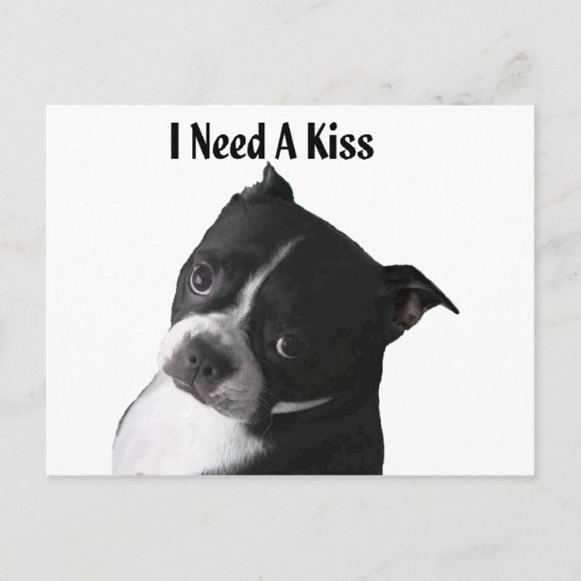 Boston Terrier:  I Need a Kiss Postcard (Front)