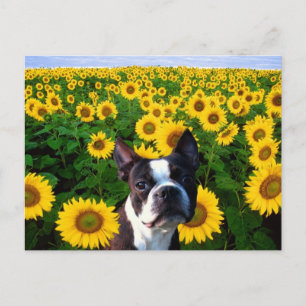 Boston Terrier in Sunflowers postcard