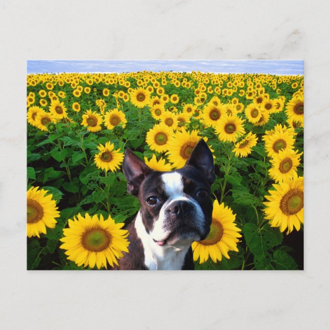 Boston Terrier in Sunflowers postcard (Front)