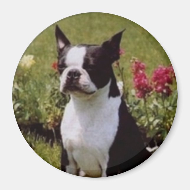 Boston Terrier in the Garden Magnet (Front)