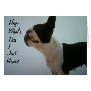 BOSTON TERRIER IS SURPRISED