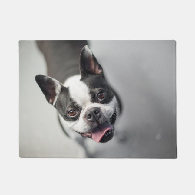 Boston Terrier Looks Up Doormat (Front)