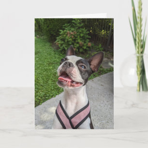 Boston Terrier Love Card