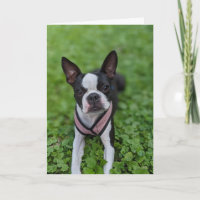 Boston Terrier Love