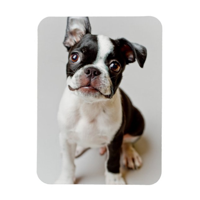 Boston Terrier Magnet (Vertical)