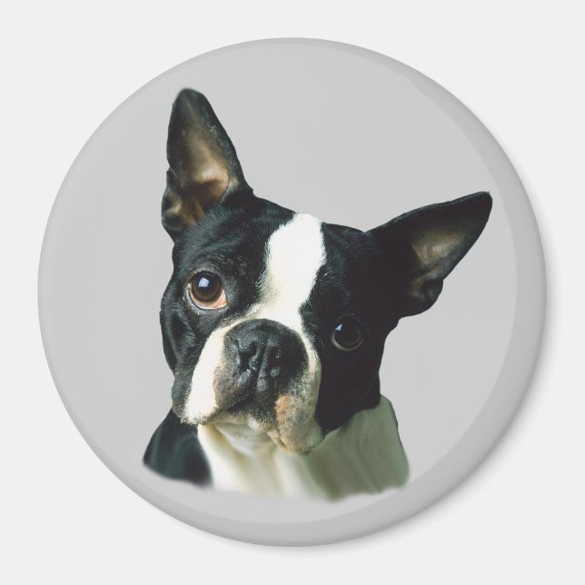 Boston Terrier Magnet (Front)