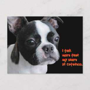 Boston Terrier: More than my share of cuteness Postcard