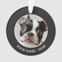 Boston Terrier