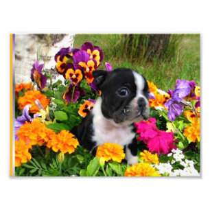Boston terrier photo print