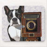 Boston Terrier Photographer 2