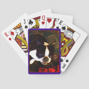 Boston Terrier playing cards