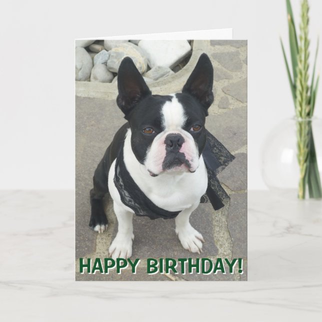 Boston Terrier portrait greetings card (Front)