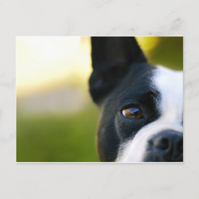 Boston Terrier Postcard (Front)