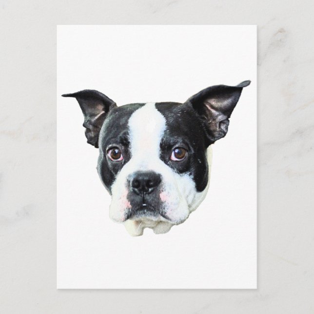 Boston Terrier Postcard (Front)