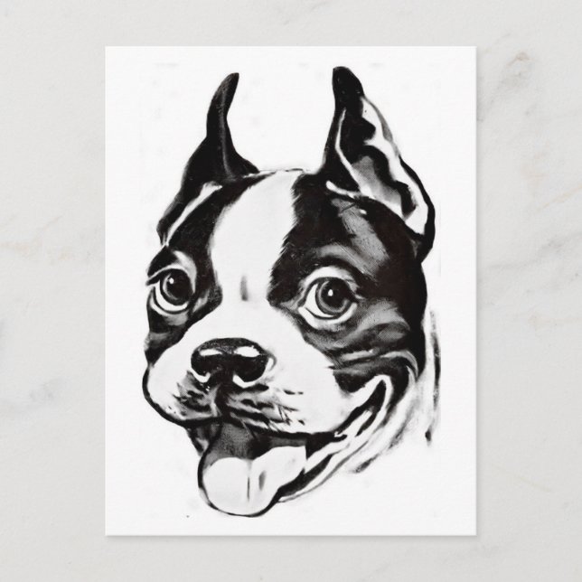 Boston Terrier Postcard (Front)
