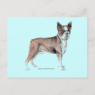 Boston Terrier Postcard