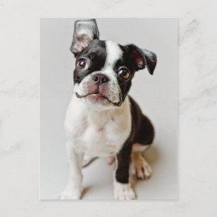 Boston Terrier Postcard