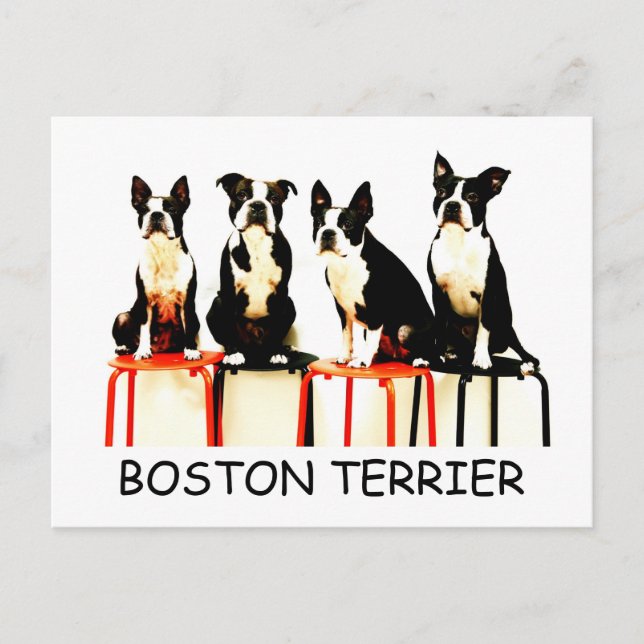 BOSTON TERRIER POSTCARD (Front)