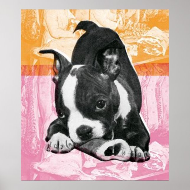 Boston Terrier - poster (Front)