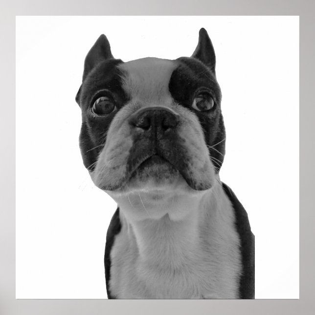 Boston Terrier poster (Front)