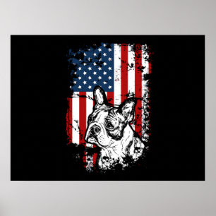 Boston terrier poster