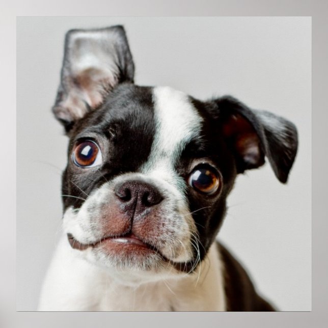 Boston Terrier Poster (Front)
