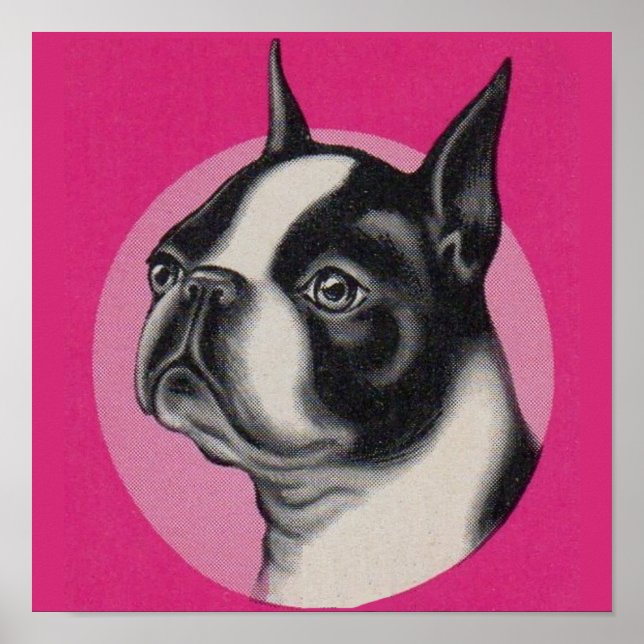 Boston terrier  poster (Front)