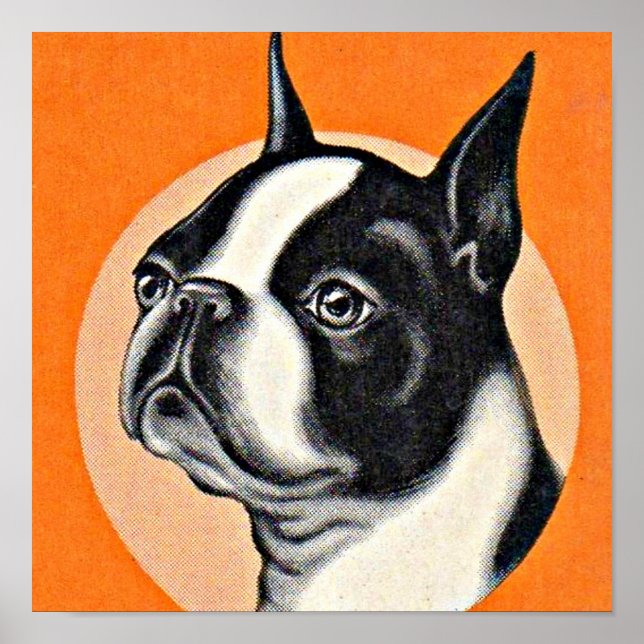  Boston terrier Poster (Front)