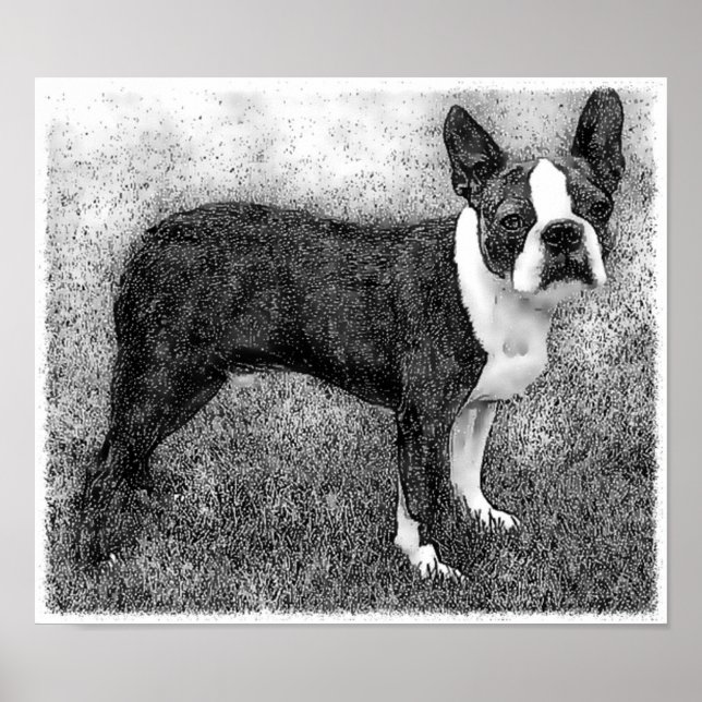Boston Terrier Poster Print (Front)