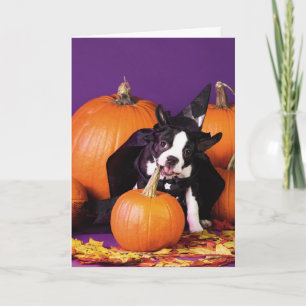 Boston terrier pumpkin Halloween customisable card